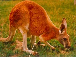 Känguru